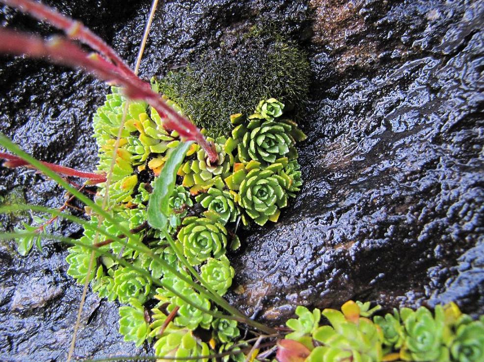 Saxifraga paniculata